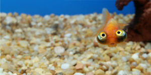 What makes you weird makes you wonderful